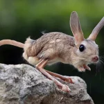 Long-eared-Jerboa-ready-to-jump