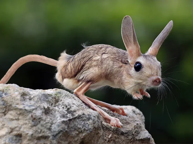 Long-eared-Jerboa-ready-to-jump